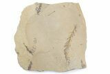 Shale With Dawn Redwood (Metasequoia) Fossils - Montana #378288-1
